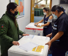 Saúde inicia nova distribuição de mais 671 mil doses aos municípios. Foto: Américo Antonio/SESA