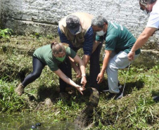 IAT resgata jacaré-do-papo-amarelo de canal em Matinhos. Foto: IAT