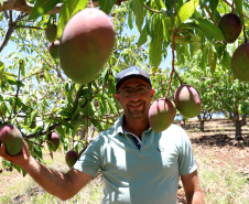 Agricultura familiar faz da pequena Uraí a maior produtora de manga do Paraná. Foto; Ari Dias/AEN