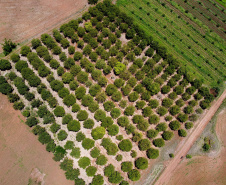 Agricultura familiar faz da pequena Uraí a maior produtora de manga do Paraná. Foto; Ari Dias/AEN