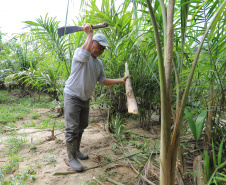 VRS Mata Atlântica ? Litoral Paraná - Guaraqueçaba  -  Foto: Geraldo Bubniak/AEN