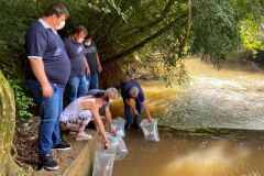 A Companhia de Saneamento do Paraná (Sanepar) fez a soltura de peixes no Rio do Lontra, manancial que abastece os moradores de Salto do Lontra, na terça-feira (23). Na ação, que faz parte das comemorações do Dia do Rio, foram lançados 5 mil peixes em idade juvenil das espécies lambari e jundiá. Essas espécies fazem parte da fauna da bacia do Baixo Iguaçu, na qual está inserido o Rio do Lontra. -  Salto do Lontra, 23/11/2021 - Foto: Sanepar