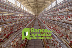 Agricultura paranaense aposta em sustentabilidade e inovação, diz secretário em evento