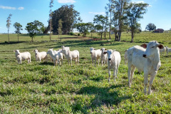 Até pouco tempo atrás o produtor Lairton Berti Garcia, de Moreira Sales, enfrentava sérias dificuldades para manter seu rebanho alimentado durante o inverno. Com pasto nativo e solo arenoso, a oferta de alimento para os animais sempre foi pequena nesse período. Foto: IDR