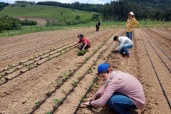 O total de 10 mil pés de morango foram plantados em duas propriedades; uma com modelo convencional e outra pelo sistema orgânico. - Foto: UEL