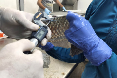 UEM desenvolve estudo de melhoria genética da pele do peixe proporcionando o aumento das fibras colágenas
