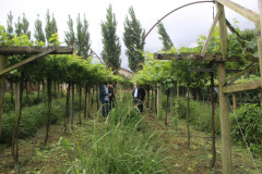 O investimento em pesquisa, em assistência técnica e extensão rural está colaborando para tornar a Lapa referência na fruticultura. A Estação Experimental do Instituto de Desenvolvimento Rural do Paraná Iapar-Emater (IDR-Paraná) no município alia tecnologia a boas práticas, e agora busca fortalecer o laço com outras cidades para incentivar a produção regional.Foto: Gisele Barão/SEAB