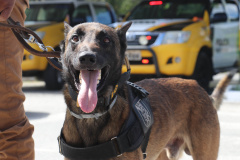 Polícia Militar aplica cães de faro contra o tráfico de drogas no Litoral