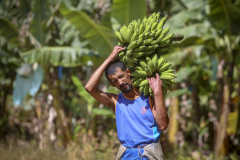 Em Guaratuba, mar verde de bananas gera renda no Litoral e supera desafios