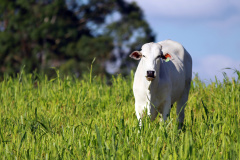 Pesquisa do IDR-Paraná desenvolve método para “identificação facial” de bovinos