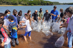 Rio Mourão recebe 300 mil novos peixes nativos