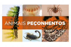 Secretaria alerta para cuidados em caso de acidentes com animais peçonhentos no verão