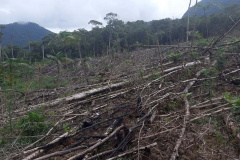 Homem é preso pela Polícia Ambiental por desmatamento ilegal de sete hectares em Antonina, no Litoral do estado