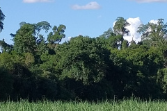 Governo do Paraná registra mais uma Reserva Particular do Patrimônio Natural no Norte do Estado