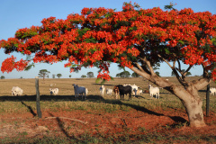 Governo e Faep discutem sustentabilidade no agronegócio