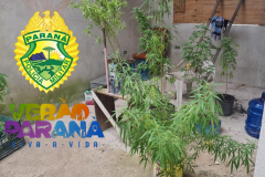 PM prende dois homens e apreende sete pés de maconha em Pontal do Paraná (PR)