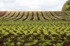 Plantação de hortaliças na colônia Muricy.
