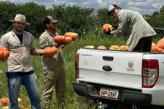 Experimento no Oeste apresenta resultados 50% acima da média em produção de abóboras e contribui para a segurança alimentar da região