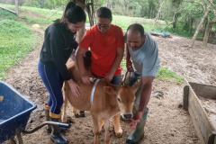 Dieta balanceada aumenta produção e diminui despesas com alimentação do gado leiteiro