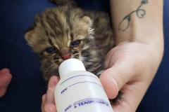 Governo do Paraná torna permanente o curso para voluntariado no cuidado de animais silvestres  - cURITIBA, 21/03/2022