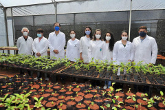 Projeto usa bactérias em mudas de árvores neotropicais para aumentar resistência à seca