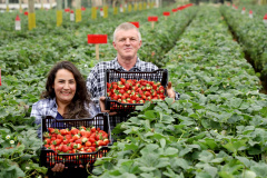 Instituições do Paraná e de outros estados discutem os desafios da produção de morangos no Brasil