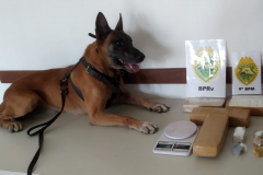 Cão de faro do BPRv descobre fundo falso com drogas dentro de uma casa em Guaratuba 
