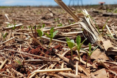 Produtores desconhecem bases da agricultura conservacionista, aponta estudo