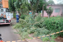 Copel promove mutirão de manutenção e limpeza de redes nas regiões Oeste e Sudoeste