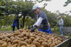 Paraná tem o maior Valor Bruto de Produção nacional em kiwi