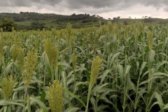 Sorgo pode ser alternativa para alimentar gado leiteiro no inverno