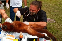Macaco bugio é resgatado machucado e encaminhado para tratamento em CAFS
