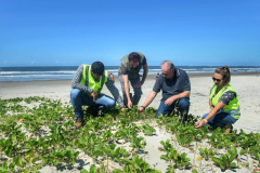 Litoral terá mais de 100 mil metros quadrados de restinga plantada em 2024