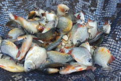 Paraná atinge a marca de 2 milhões de peixes nativos soltos em Bacias Hidrográficas