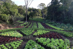 Intercâmbio de saberes ancestrais da população negra: jardim do MUPA recebe Feira de Sementes Quilombolas