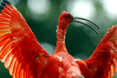  Paraná lança cartilhas de educação ambiental sobre fauna e turismo ecológico