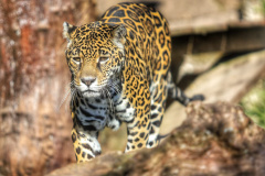 Criadouro Onça Pintada é reconhecido como Amigo da Fauna pelo Estado