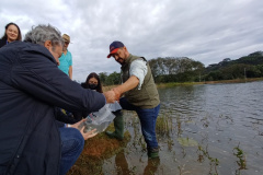 Programa Rio Vivo contribui com repovoamento de 500 mil peixes nativos na RMC