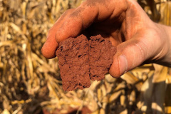 Estudo investiga mecanismos envolvidos na degradação do solo agrícola