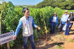 Dia de Campo do Projeto Mandioca Renda mostra resultados de cultivares