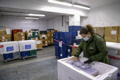 Saúde distribui 252,5 mil vacinas contra a Covid-19; lote inclui dose de reforço para adolescentes