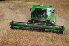Colheita de feijão avançou e produto tem boa qualidade