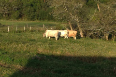 IDR-Paraná doa animais Purunã ao colégio agrícola de Palmeira