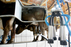 Custos de produção e clima elevam o preço do leite