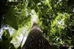 Aberto prazo de apresentação de pesquisas para o desenvolvimento da região amazônica