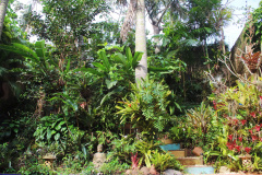 Plantas ornamentais: projeto investiga potencial da flora brasileira