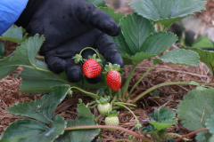 Tecpar abre vaga para bolsista de agronomia em programa de certificação de orgânicos