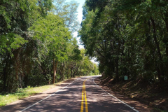 DER/PR está contratando serviço de poda de árvores em rodovias do Oeste e Sudoeste
