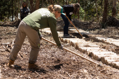 APP Paraná Mais Verde facilita pedido de mudas de árvores nativas para o IAT