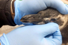 Projeto monitora e analisa animais encalhados no litoral paranaense